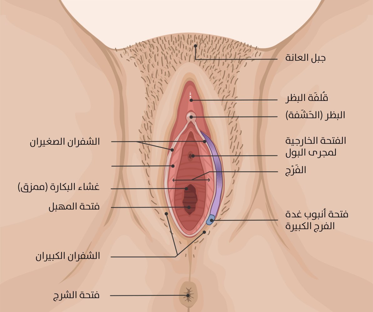 _الأعضاء التناسلية الأنثوية الخارجية (1).jpg _الأعضاء التناسلية الأنثوية الخارجية (1).jpg